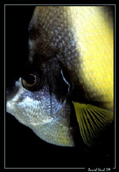 face of butterfly fish :-D by Daniel Strub 